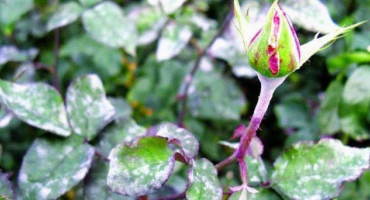 Opatření v boji proti padlí na růžích, co dělat a jaká je nejlepší léčba